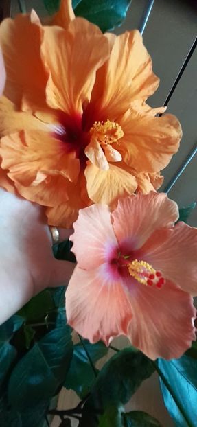  - Hibiscus 2015-2024