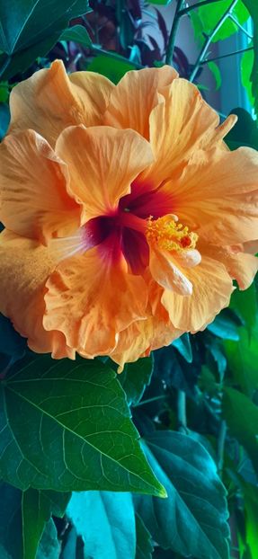  - Hibiscus 2015-2024