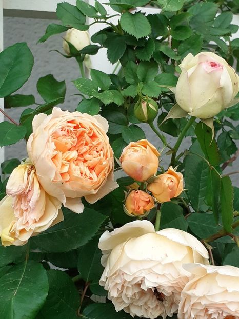  - Crown Princess Margareta 2020