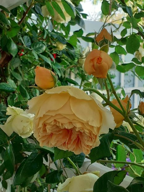  - Crown Princess Margareta 2020
