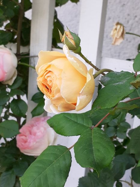  - Crown Princess Margareta 2020