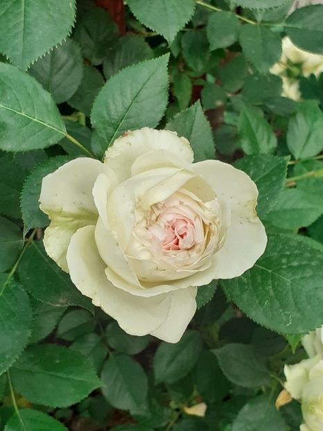  - Palais Royale 2020