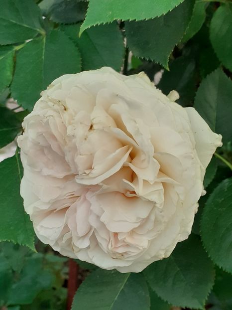  - Palais Royale 2020