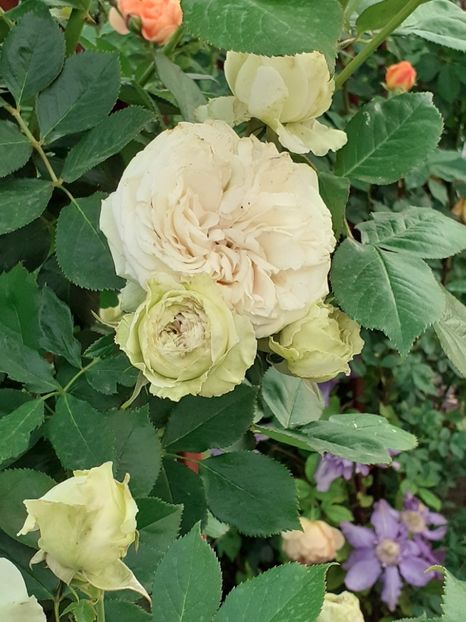  - Palais Royale 2020