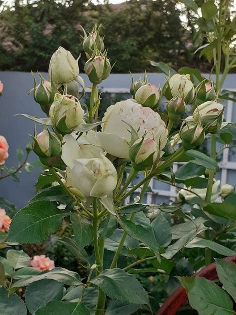  - Palais Royale 2020