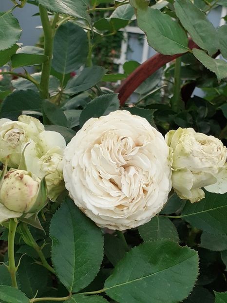  - Palais Royale 2020