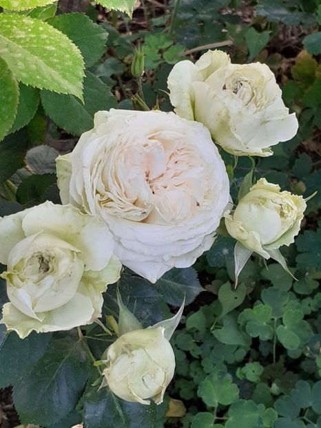  - Palais Royale 2020