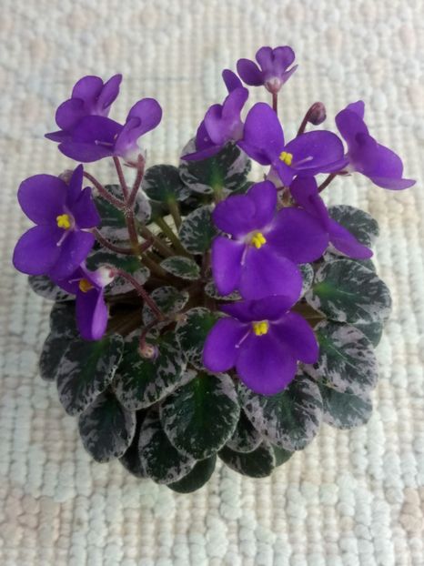 28 mai - Lil Ballerina