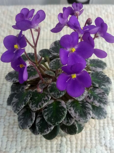 28 mai - Lil Ballerina