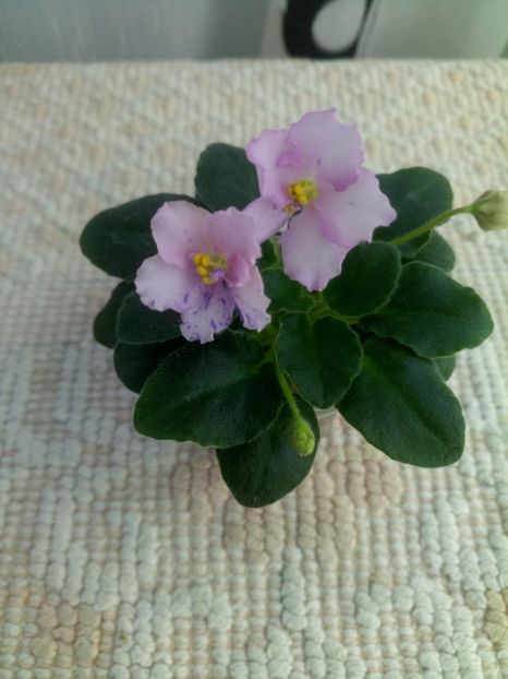 28 mai - ZZ Rob s Smarty Pants