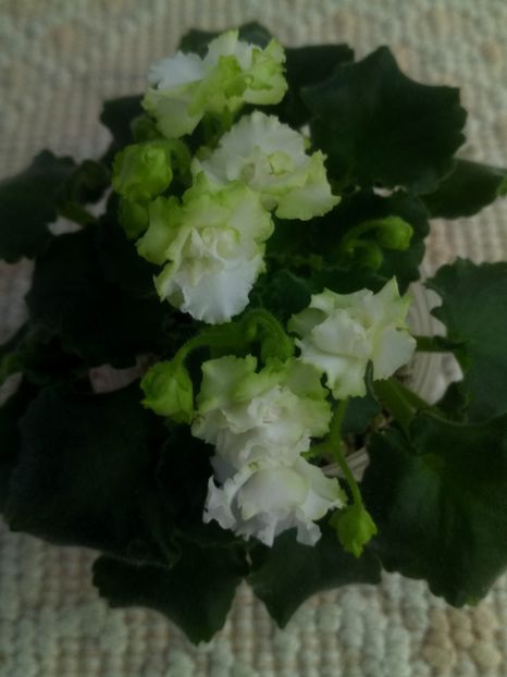 28 mai - Irish Flirt