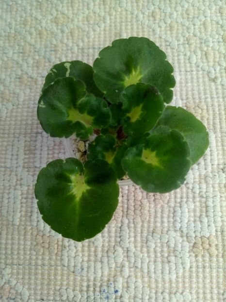 28 mai - ZZ Shirl s Freckled Face