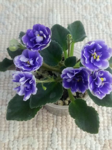 28 mai - ZZ Rob s Cotton Ball