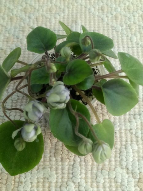 28 mai - ZZ LE Kucheriaviy Chmelj