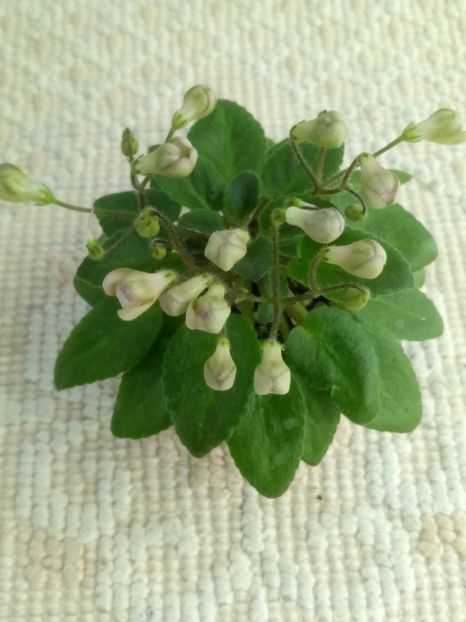 28 mai - Morgan s Sweet Patootie