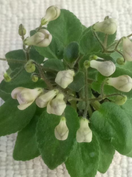 28 mai - Morgan s Sweet Patootie