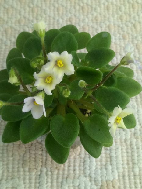 28 mai - Senk s Alchemy Yellow Bells