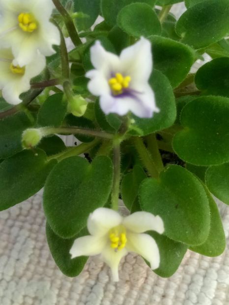 28 mai - Senk s Alchemy Yellow Bells