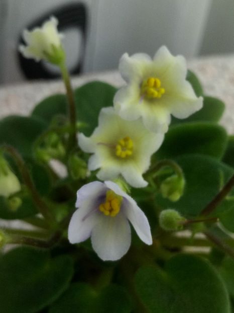 28 mai - Senk s Alchemy Yellow Bells