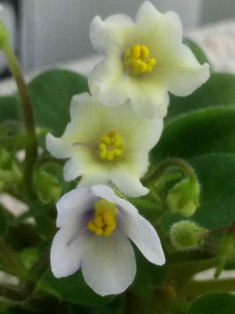 28 mai - Senk s Alchemy Yellow Bells