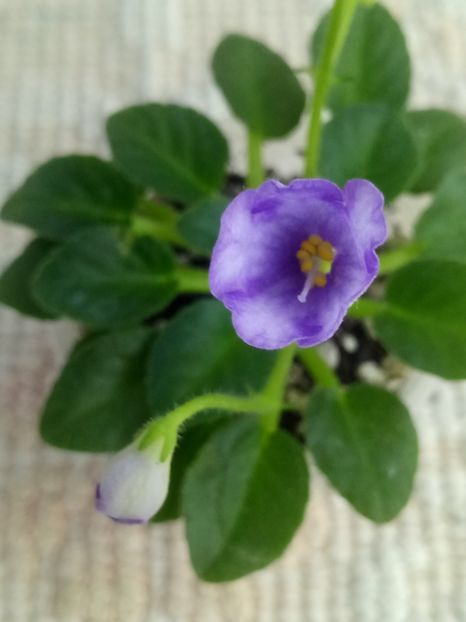 28 mai  varianta sport - Honeymoon Trail