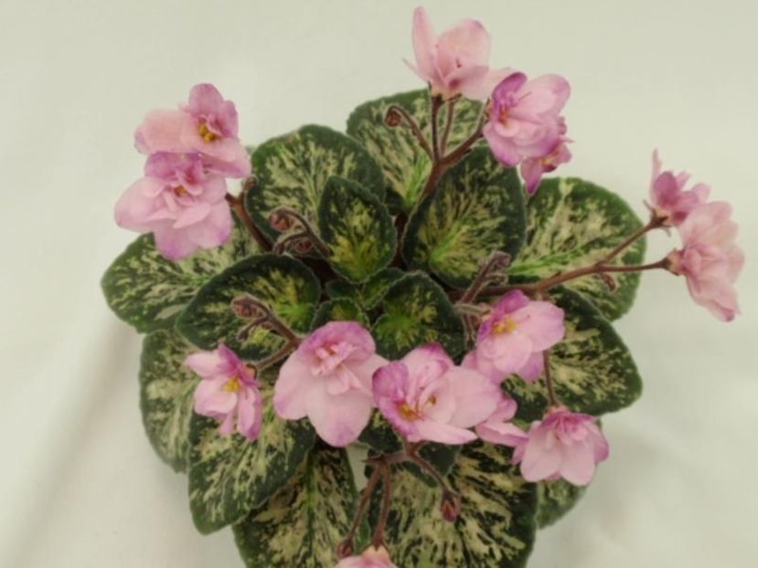 Hand Picked poza net - Hand Picked