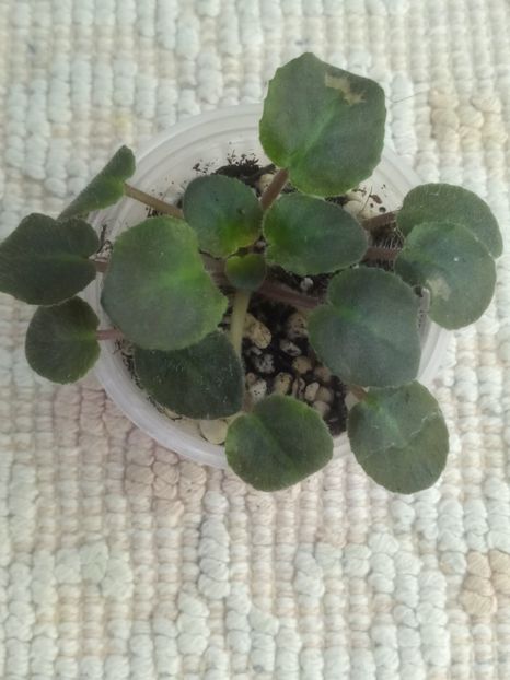 28 mai - Calico Blue Trail