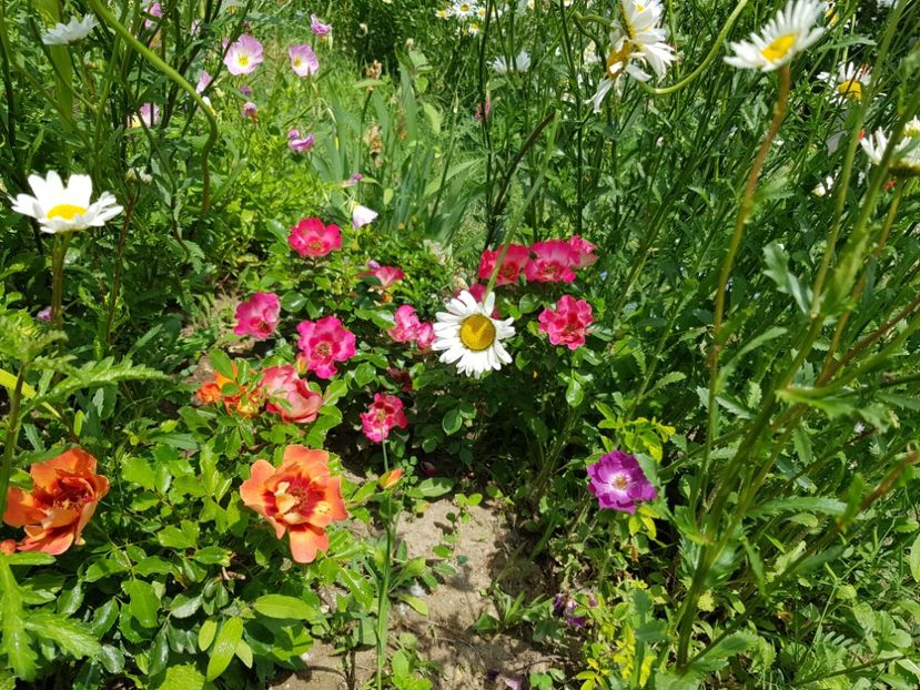 Babylon - Trandafiri 20 Ii