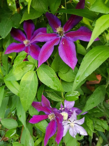  - Clematite 2020-2023