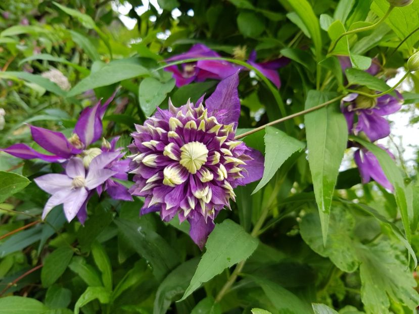  - Clematite 2020-2023