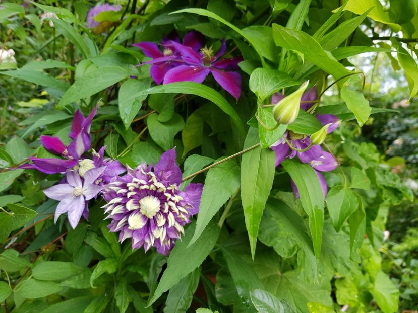  - Clematite 2020-2023