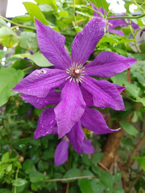  - Clematite 2020-2023