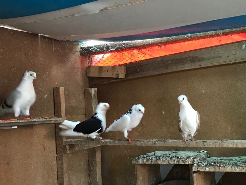  - porumbei jucatori de Constanta