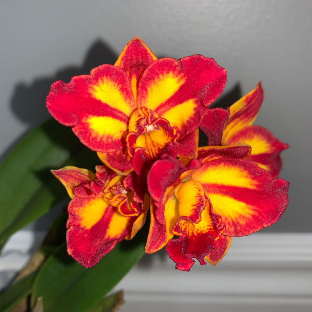 Ctt. Barefoot Mailman - Plante de interior 2020