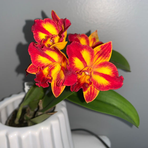  - Plante de interior 2020