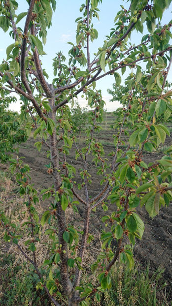  - Pomi cires amar GALATA