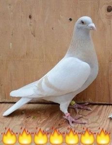  - NU AMI APARTIN 2020