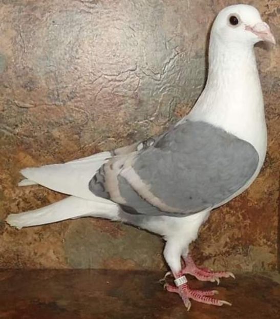  - NU AMI APARTIN 2020