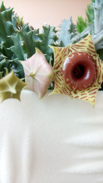 28.05.2020 - Huernia zebrina