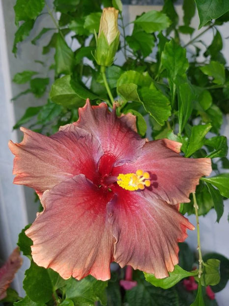  - HIBISCUS 2020