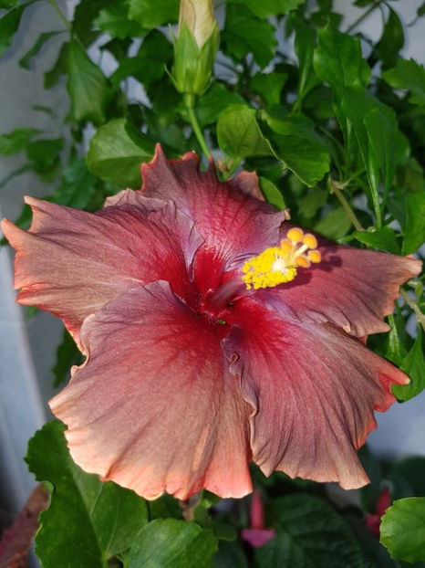  - HIBISCUS 2020