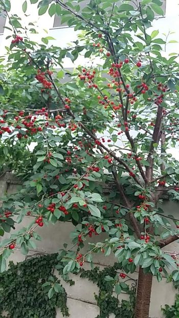 Mari Timpurii 22 mai Bucuresti fructificare în ansamblu - Visini