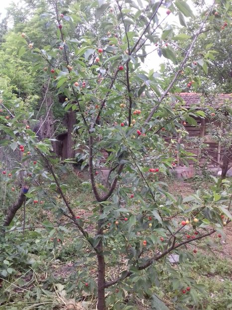 Timpurii Englezești 24 mai in Aproozi - Visini