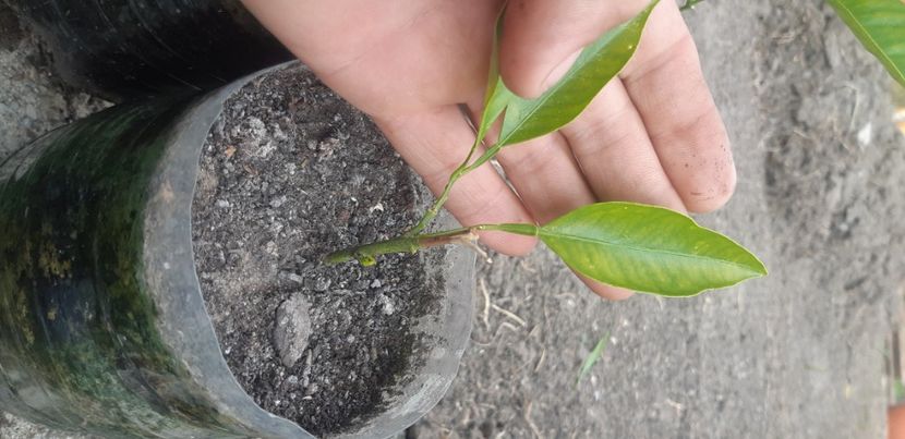  - Plantele mele 2019