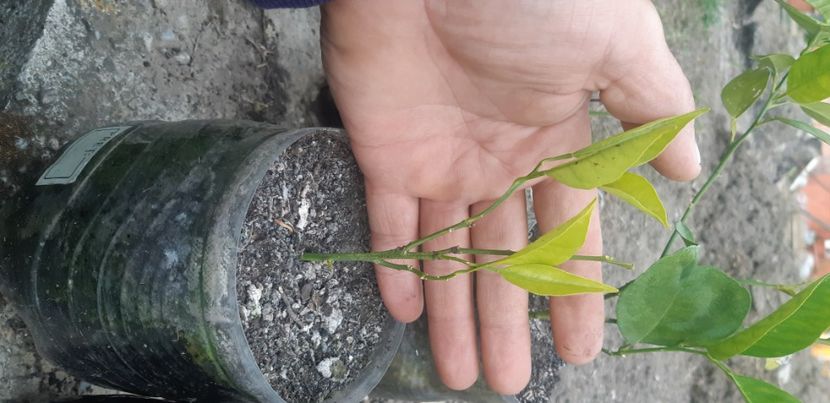  - Plantele mele 2019