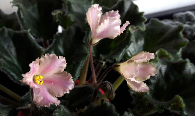  - Ajohns Spinning Bells