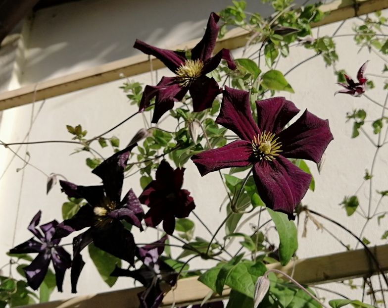  - 2020 clematite