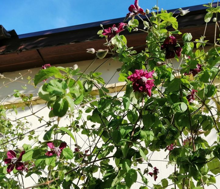  - 2020 clematite