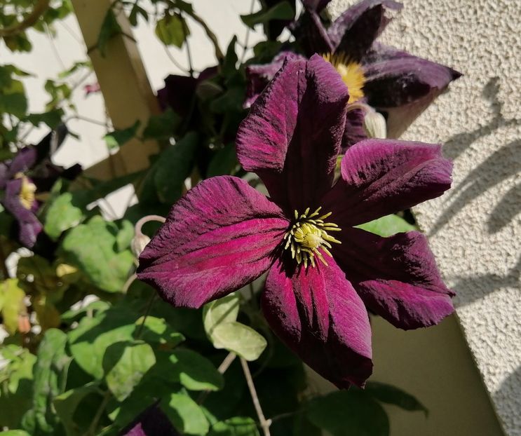  - 2020 clematite