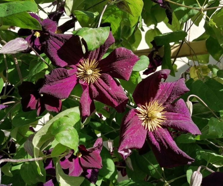  - 2020 clematite